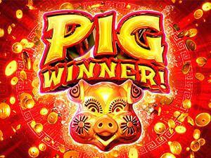 pig-winner