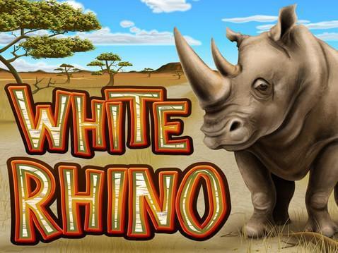 white-rhino